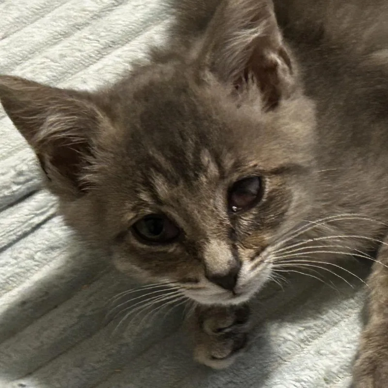 A baby small-sized male Gray / Blue / Silver Domestic Short Hair cat named Rhino for adoption in Chattanooga, TN