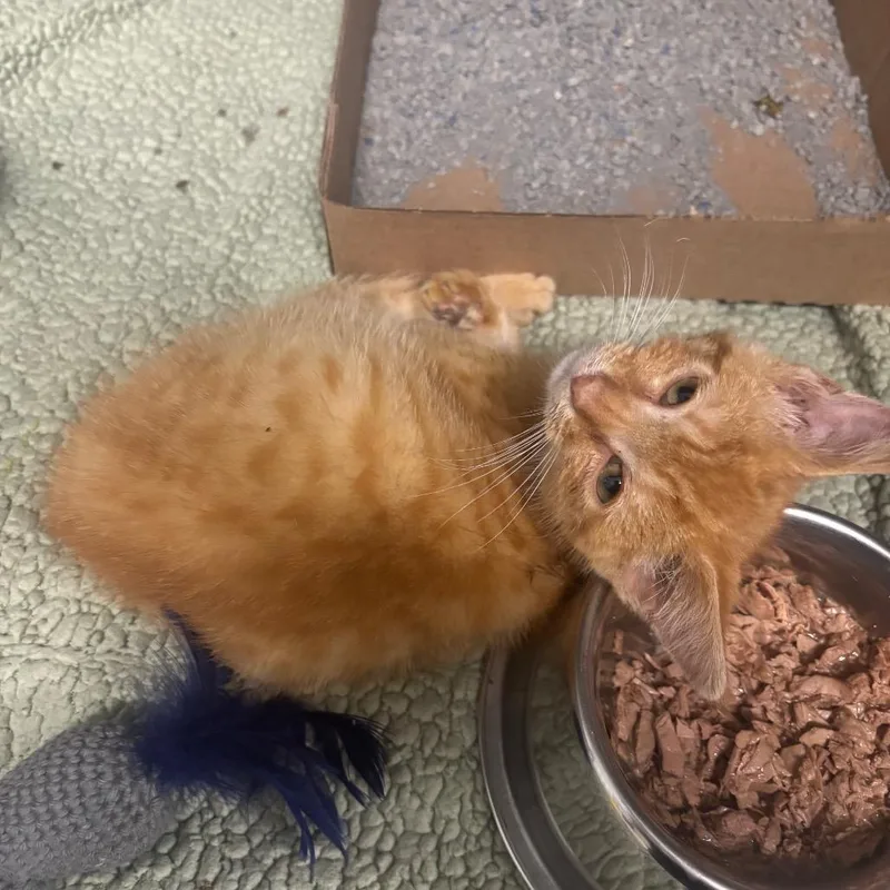 A baby small-sized male Orange / Red Domestic Medium Hair cat named Gary The Ginger for adoption in Charleston, WV