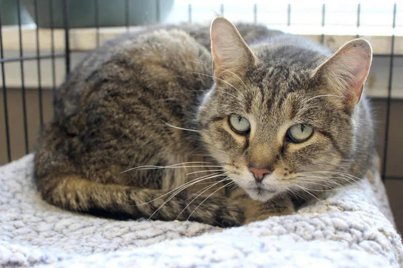 Wintergreen thumbnail 2