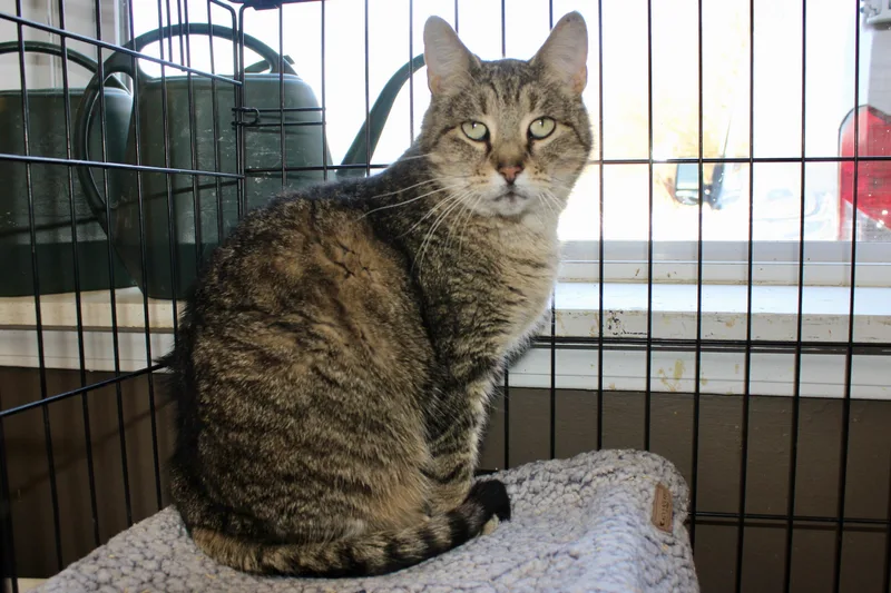 Wintergreen thumbnail 3