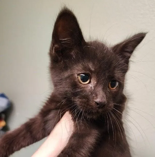A young small-sized male Black Domestic Short Hair cat named Diego for adoption in Indiana, PA