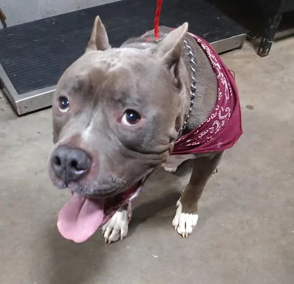 An adult medium-sized male Pit Bull Terrier dog named Braden for adoption in Dallas, GA