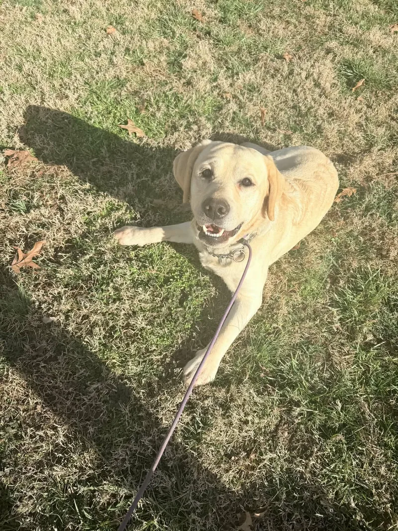 An adult large-sized male Yellow / Tan / Blond / Fawn Labrador Retriever dog named Opie for adoption in Louisville, KY