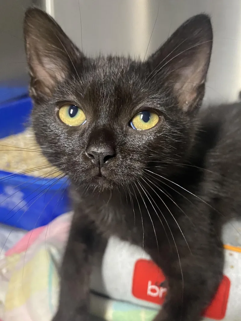 A baby medium-sized male Black Domestic Short Hair cat named Freddy for adoption in Spencer, IN