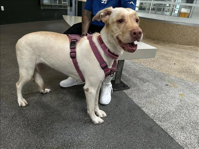 An adult large-sized female Mixed Breed dog named Lady for adoption in Los Angeles, CA