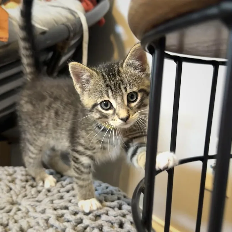 A baby small-sized male Brown / Chocolate Domestic Short Hair cat named Scuba Steve for adoption in Pasadena , MD
