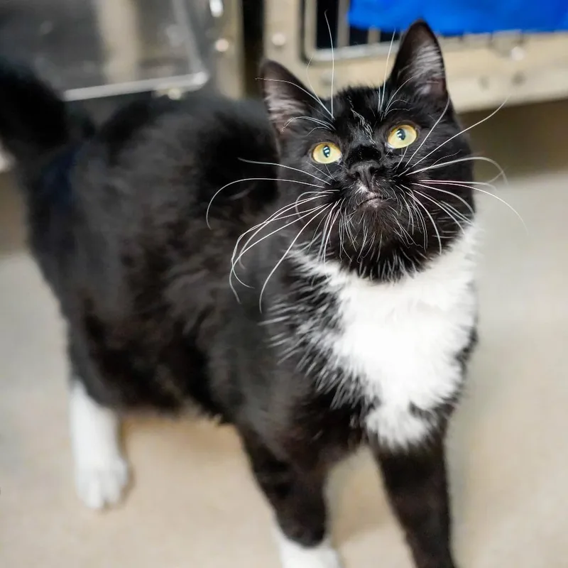 A young large-sized male Black Domestic Short Hair cat named Cliff for adoption in Thomaston, ME