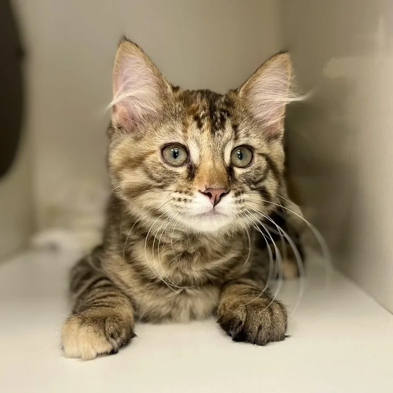 KitKat