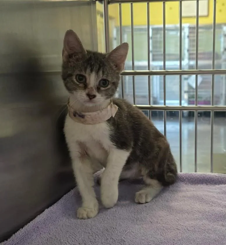 A baby small-sized male Domestic Short Hair cat named Ian for adoption in Rockwall, TX