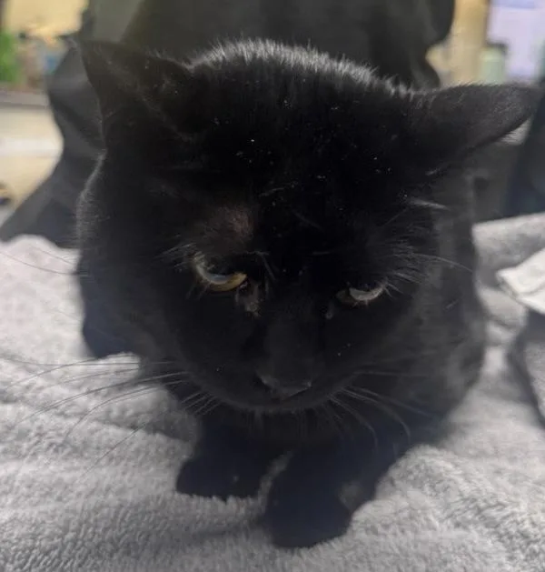 An adult medium-sized female Domestic Short Hair cat named Bobbin for adoption in Escondido, CA
