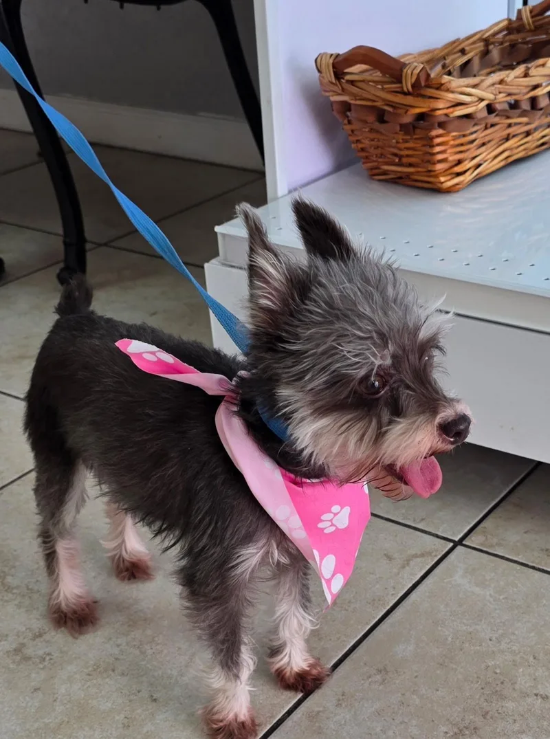 A young small-sized female Miniature Schnauzer dog named Lily for adoption in Weston, FL