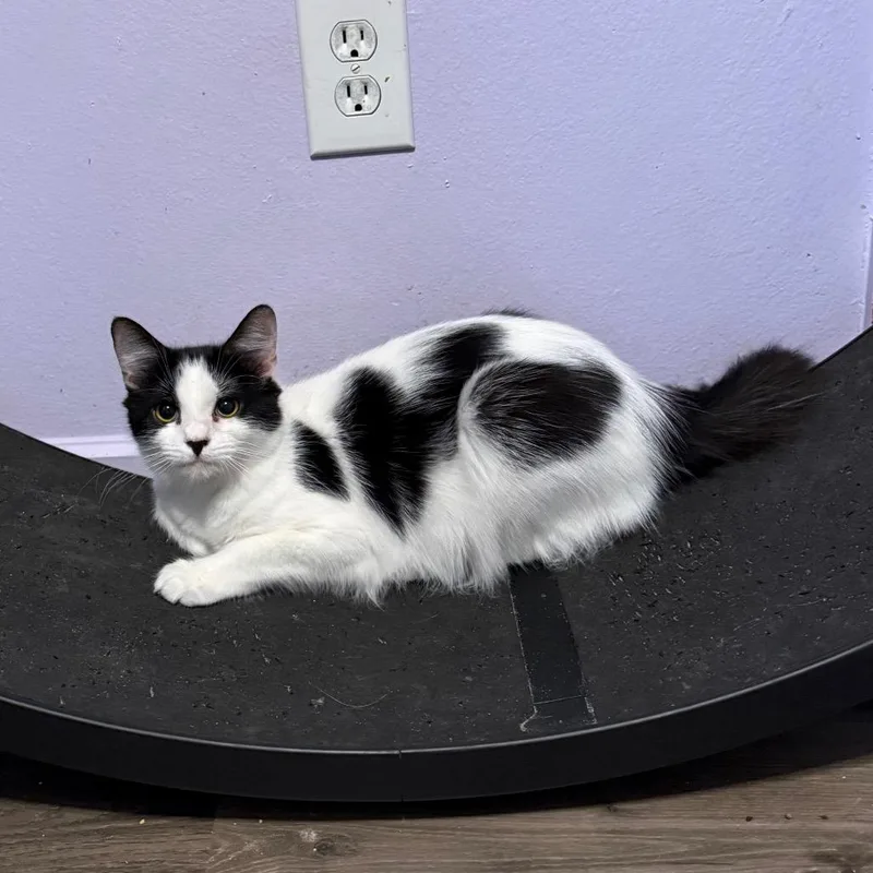 Ma Petite thumbnail 2