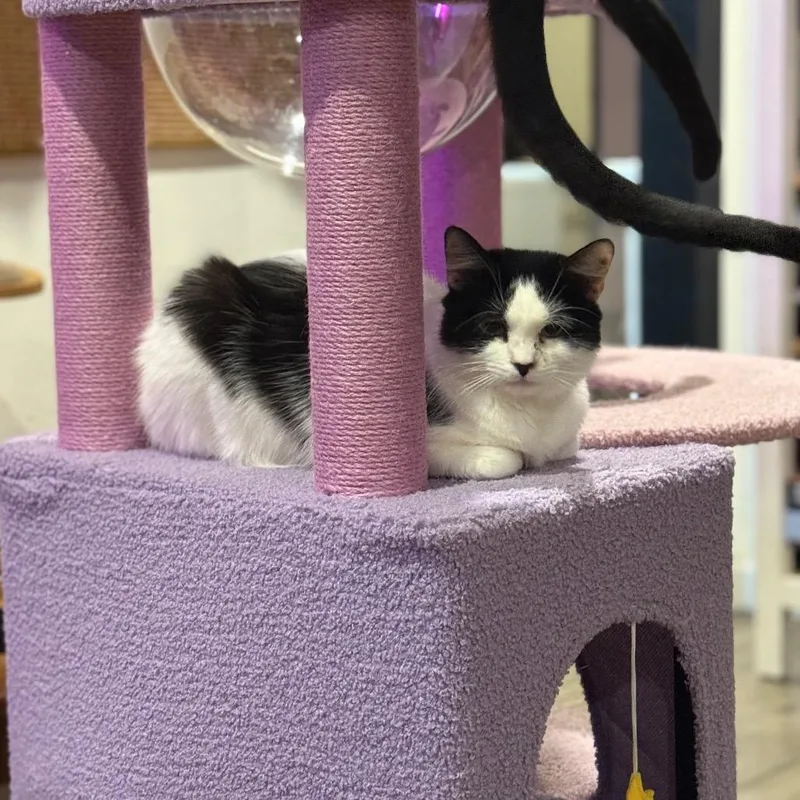 Ma Petite thumbnail 3