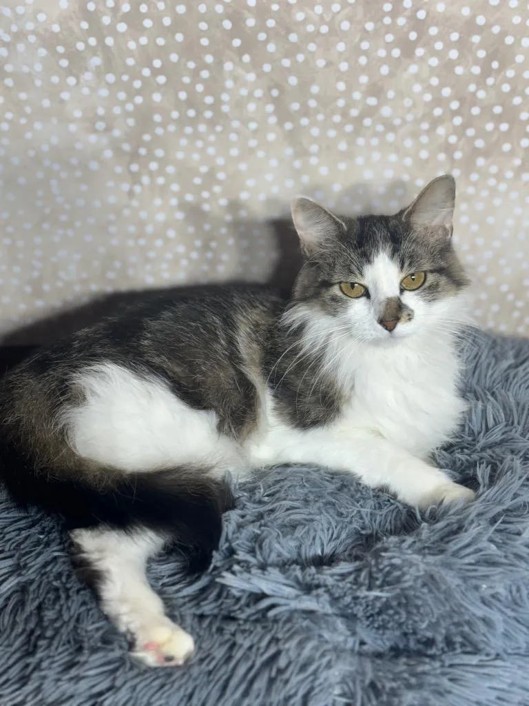 A young medium-sized female Domestic Short Hair cat named Chilli for adoption in Wintersville, OH
