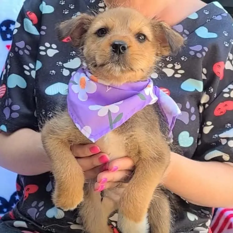 A baby medium-sized male Golden Mixed Breed dog named Moose Tracks for adoption in Woolwich, ME