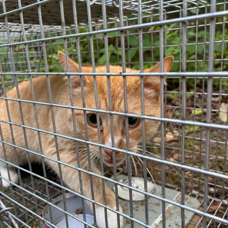 An adult medium-sized male Orange / Red Domestic Short Hair cat named Mika for adoption in Greensboro, NC