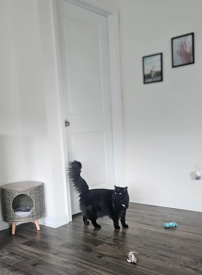 Stella & Uno
