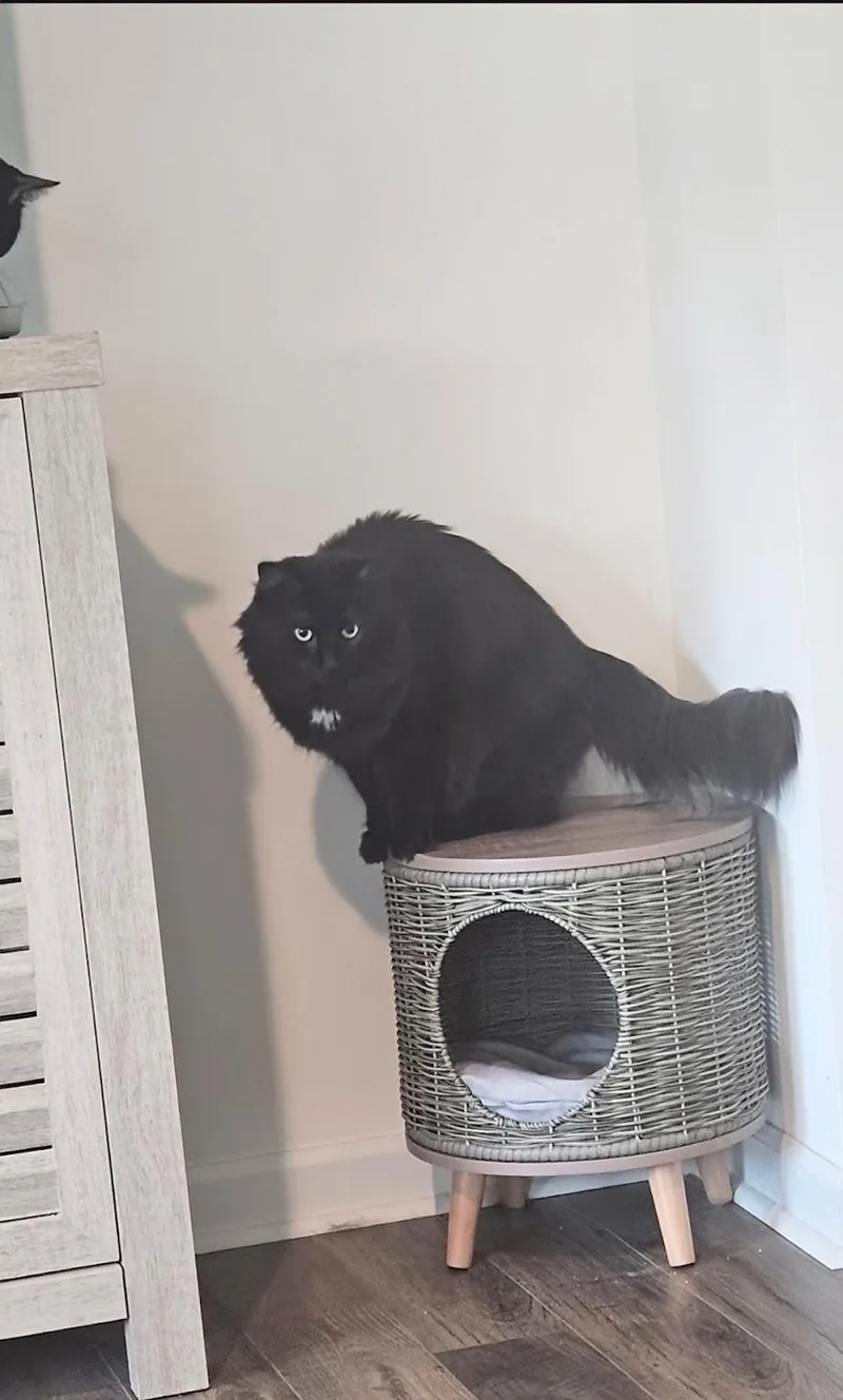 Stella & Uno thumbnail 2