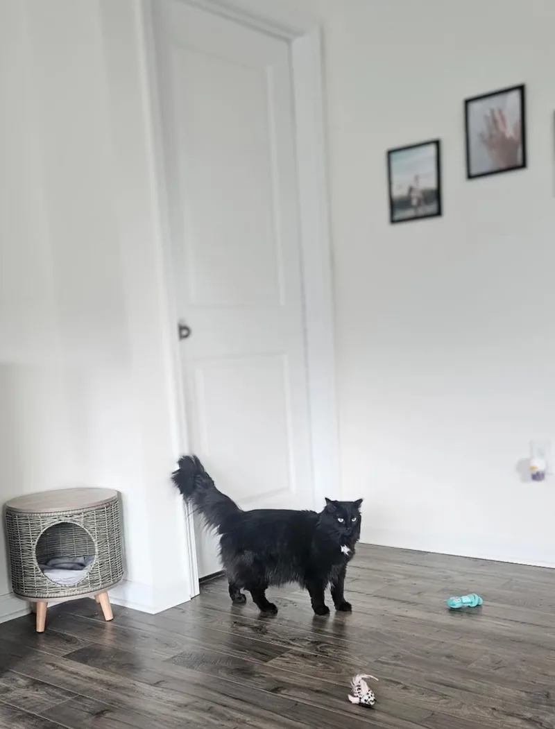 Stella & Uno thumbnail 3