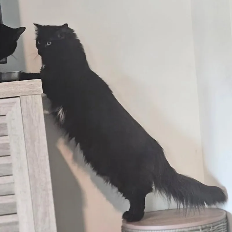Stella & Uno thumbnail 5
