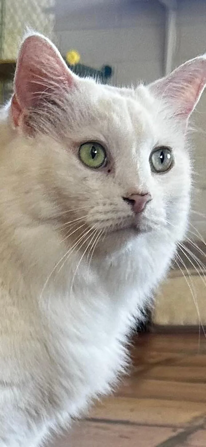 Short Tail thumbnail 2