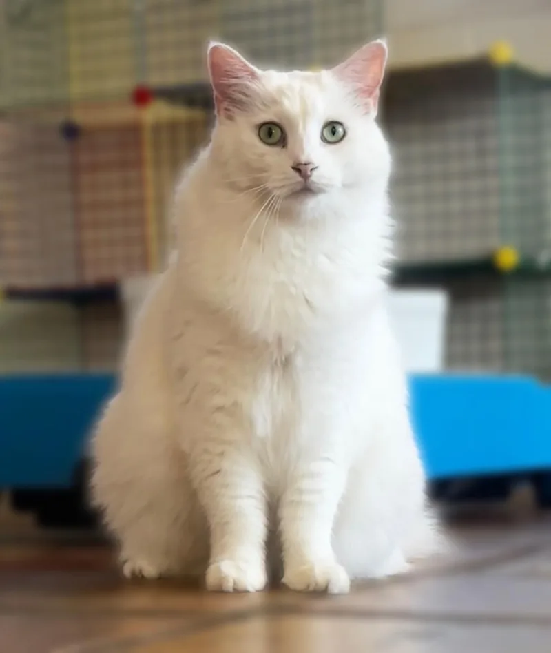 An adult medium-sized female White Domestic Long Hair cat named Short Tail for adoption in Scottsdale, AZ
