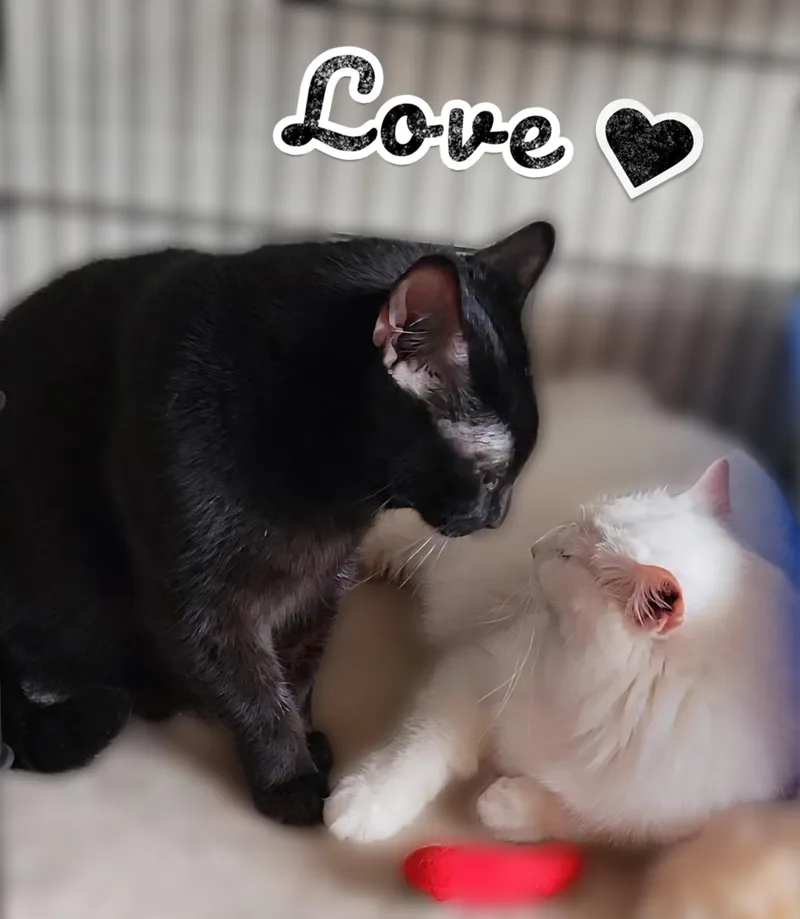 Short Tail thumbnail 3