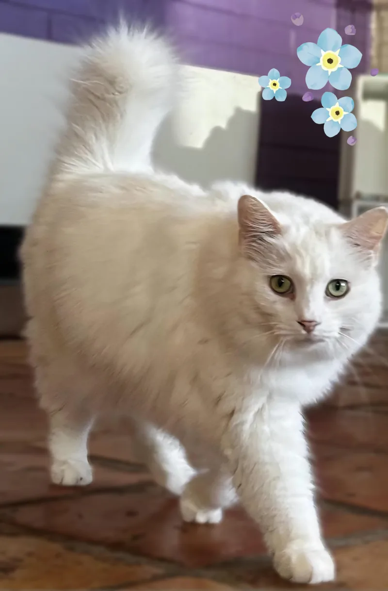 Short Tail thumbnail 4