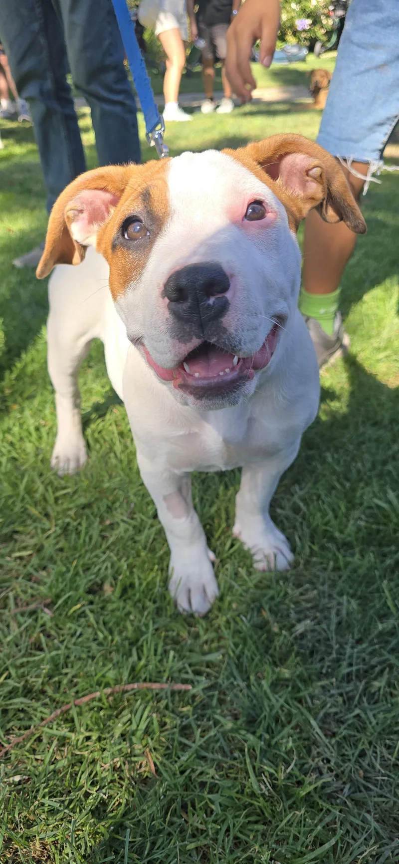 A young medium-sized female Pit Bull Terrier dog named Star for adoption in Sunnyvale, CA