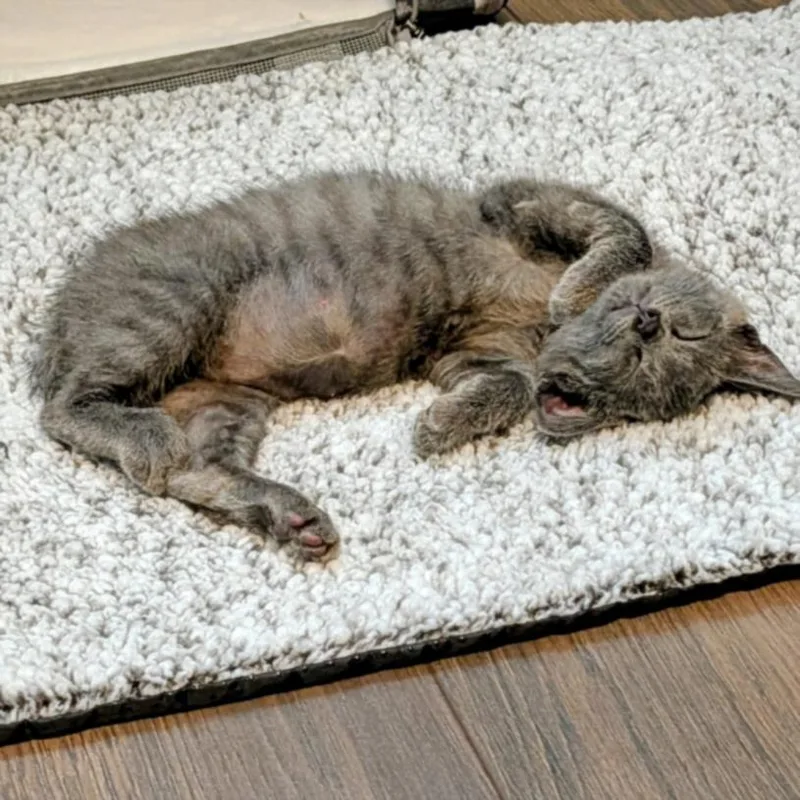 A baby small-sized male Domestic Short Hair cat named Bubu for adoption in Houston, TX