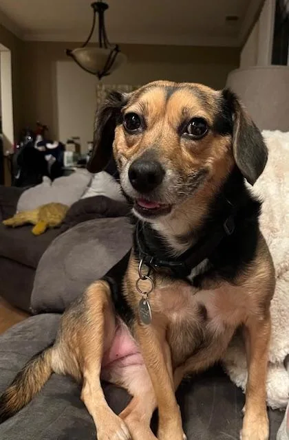 An adult small-sized female Brown / Chocolate Beagle dog named Ethel for adoption in Plainfield, IL