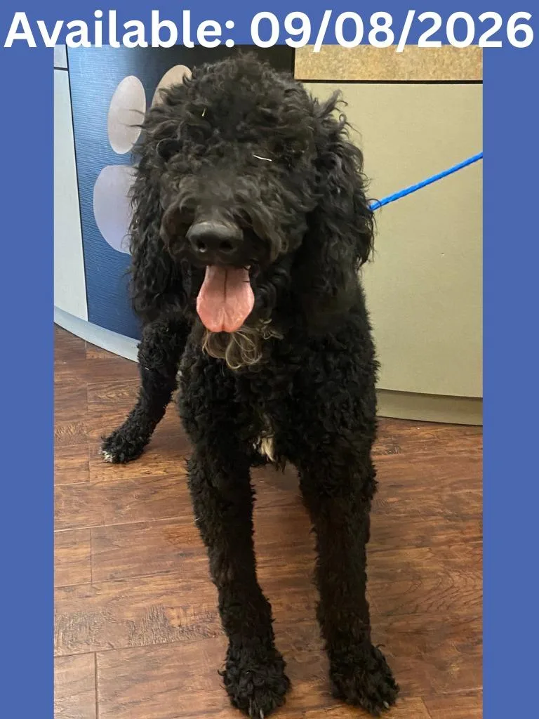 A young medium-sized male Poodle dog named Dog Kennel for adoption in Greenville, TX
