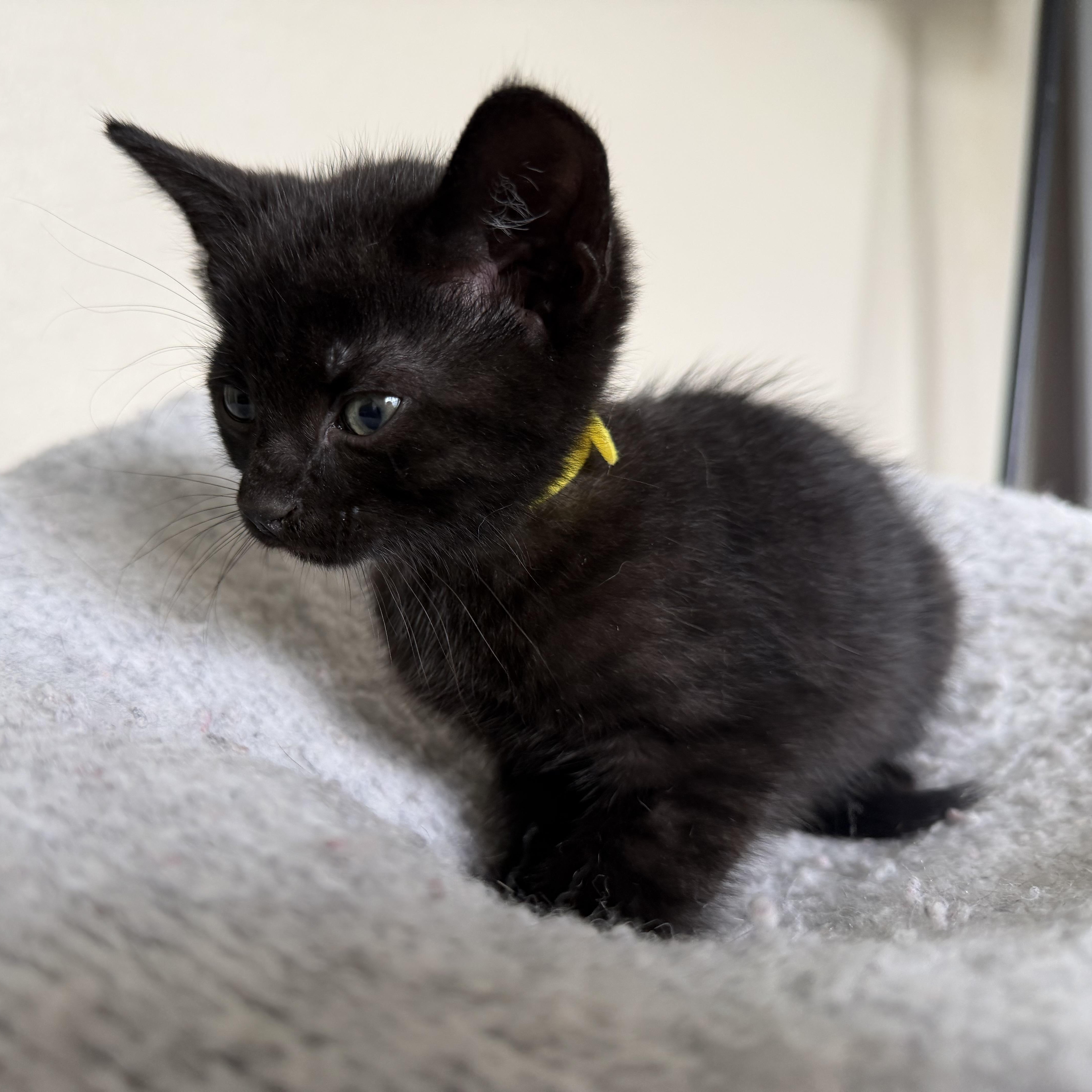 A baby medium-sized male Black Domestic Short Hair cat named Kermit for adoption in jacksonville, FL