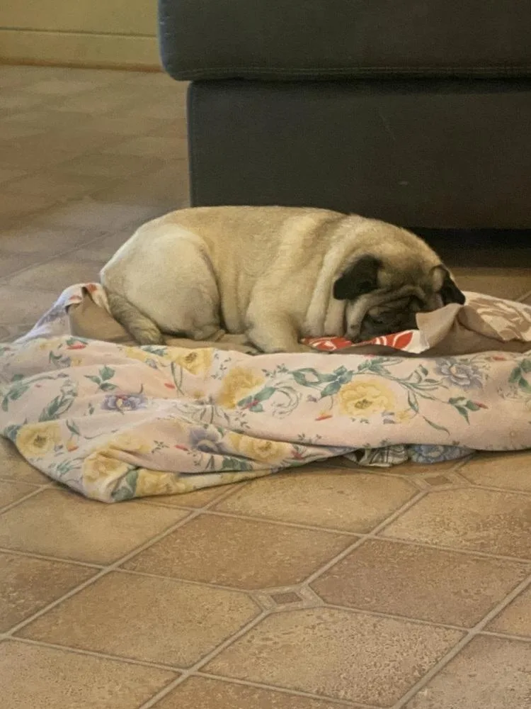 A senior small-sized female Pug dog named Annie for adoption in Chattanooga, TN