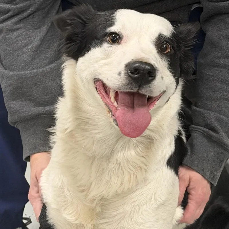A young medium-sized female Black Border Collie dog named Fly for adoption in Falls Church, VA
