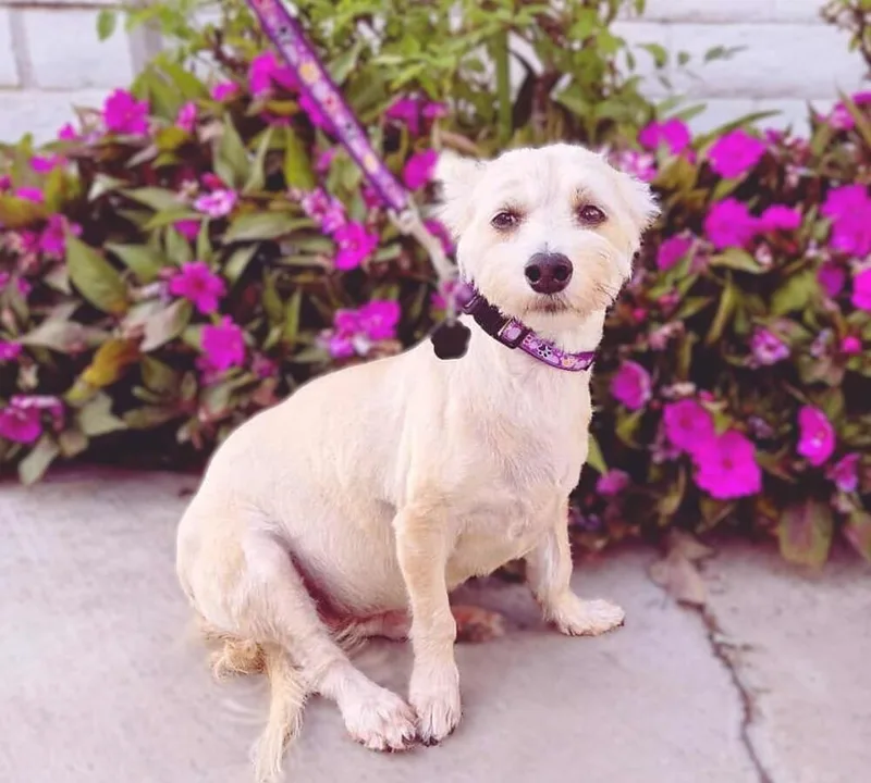 Maize May thumbnail 2