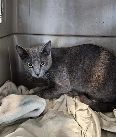 A young medium-sized female Domestic Short Hair cat named Gracie for adoption in San Martin, CA