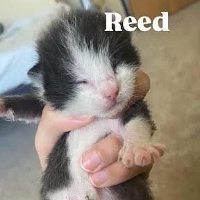 A baby small-sized male Black Domestic Short Hair cat named Reed for adoption in Edwardsville, IL