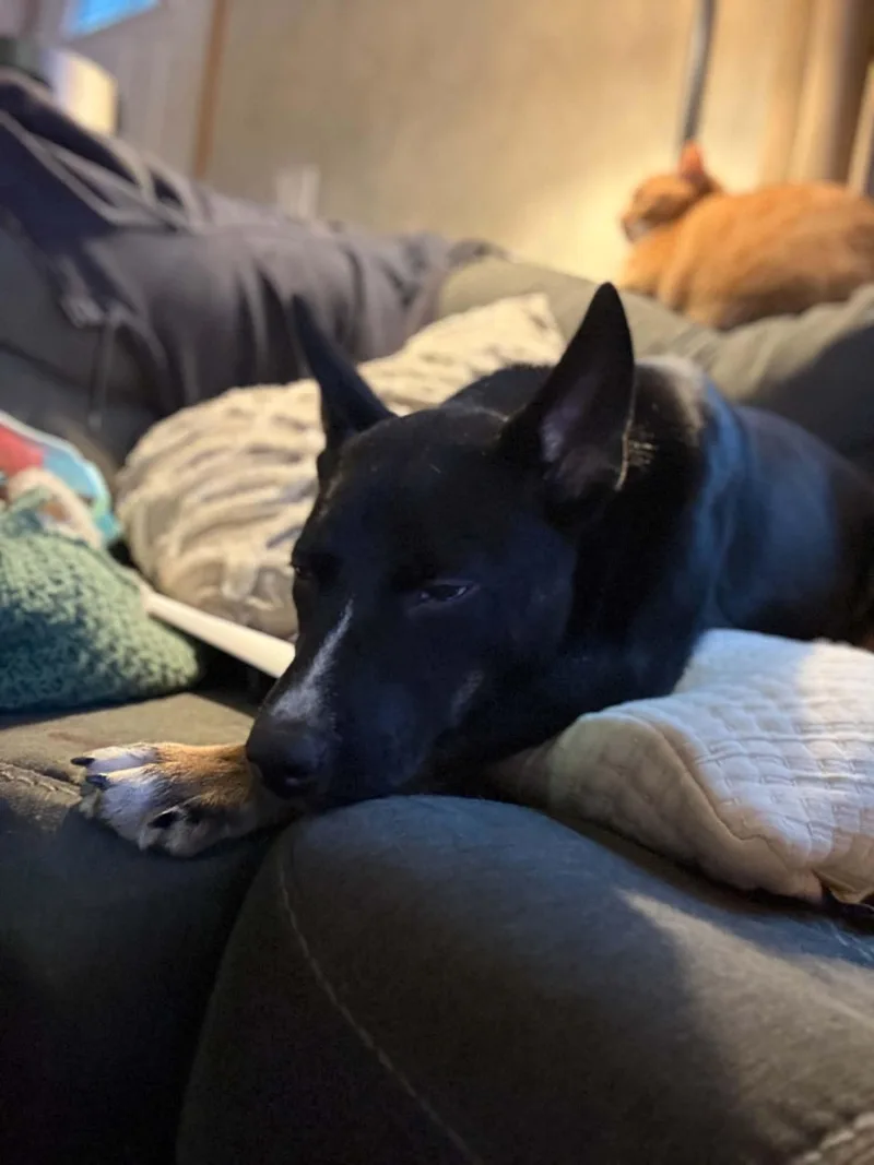 A young medium-sized female Black Border Collie dog named Athena for adoption in Brunswick, ME