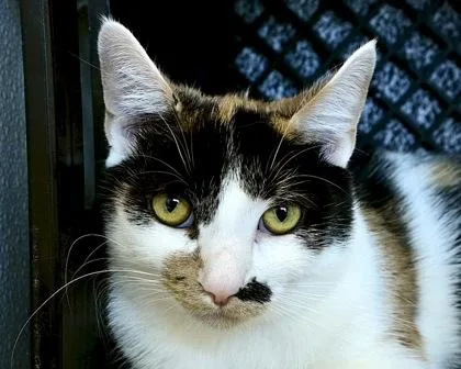A young small-sized female Domestic Short Hair cat named Bookie for adoption in West Seneca, NY