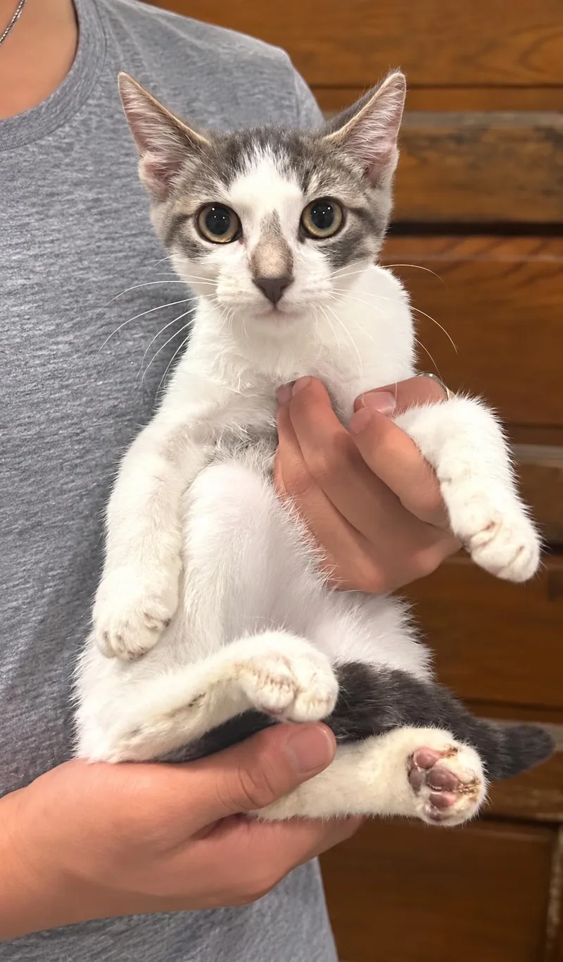 A baby medium-sized male Gray & White Domestic Short Hair cat named Giorgio Napa for adoption in Napa, CA