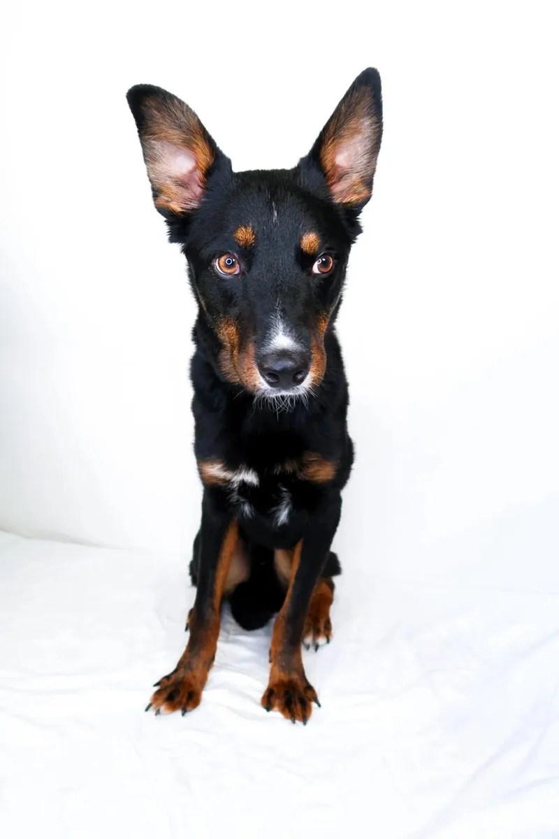A young medium-sized male Black Australian Cattle Dog / Blue Heeler dog named Nash for adoption in Bixby, OK