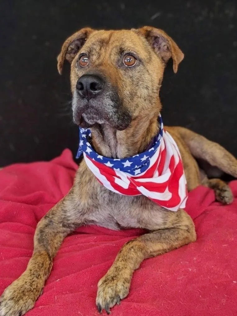 A young large-sized male Yellow Labrador Retriever dog named Bailey for adoption in Mount Laurel, NJ
