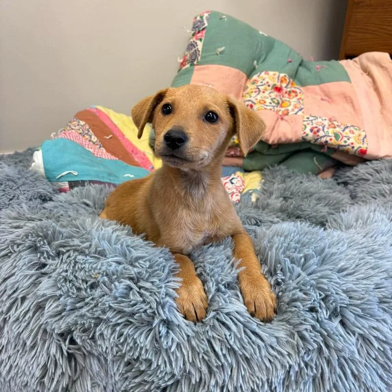 A baby medium-sized male Yellow / Tan / Blond / Fawn Mixed Breed dog named Leeroy for adoption in Alexandria, VA