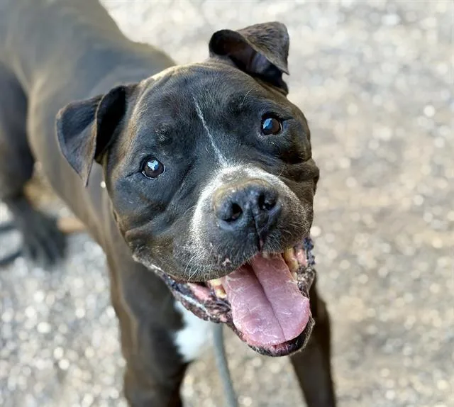 An adult large-sized male Pit Bull Terrier dog named Roscoe for adoption in Tucson, AZ