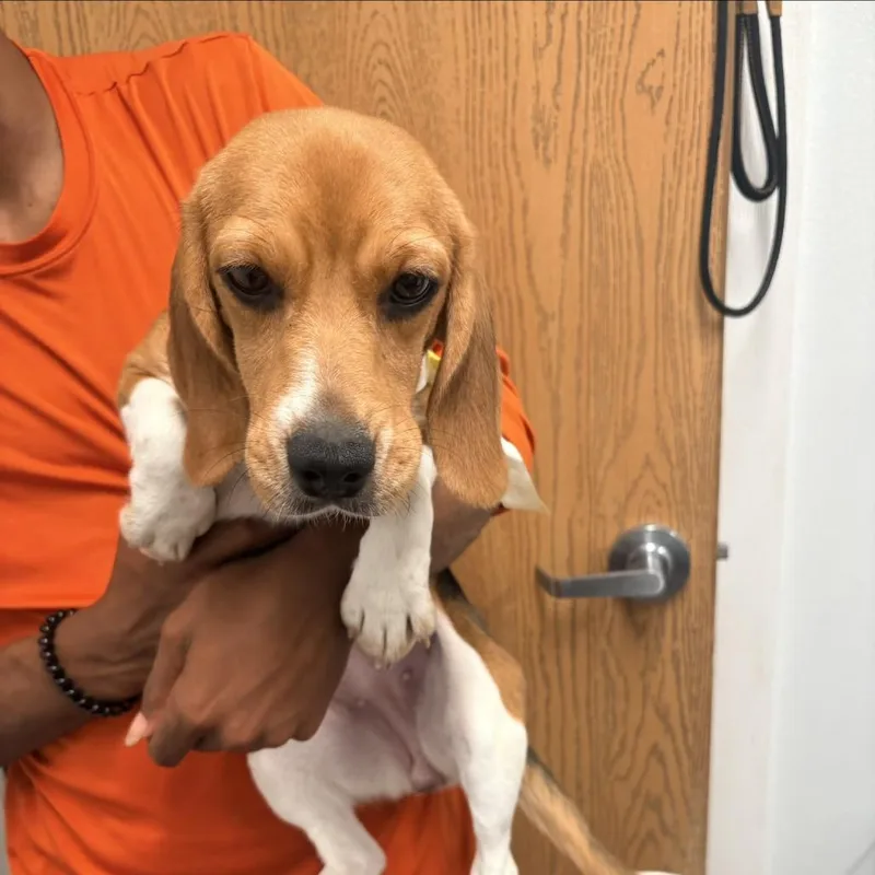 A young small-sized female Brown / Chocolate Beagle dog named Hera for adoption in LOXAHATCHEE, FL