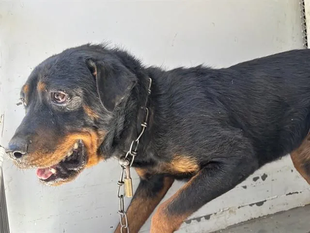An adult medium-sized female Brown / Chocolate Rottweiler dog named Dawn  URGENT for adoption in Thousand Oaks, CA