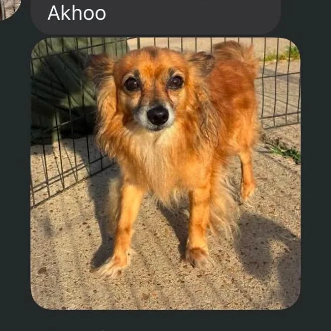 Akhoo