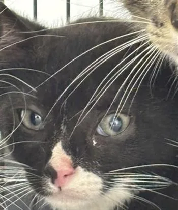 A baby small-sized female Domestic Short Hair cat named Papaya for adoption in Fort Lauderdale, FL
