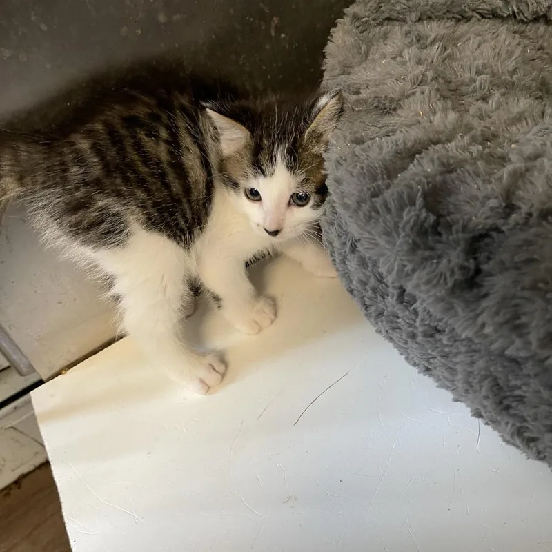A baby small-sized male Domestic Medium Hair cat named Granger for adoption in Wappingers Falls, NY